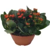 Kalanchoe Calandiva - en pot de Ø 10,5 cm