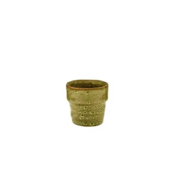 Kalanchoé Rosalina avec cache-pot Ø 6 cm