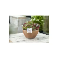 Kalanchoé Thyrsiflora coupe – Pot de Ø 23 cm