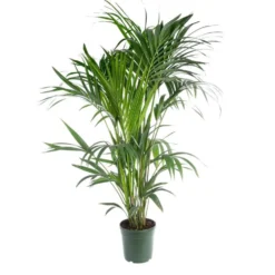 Kentia Forsteriana. Le pot Ø 21 cm, H 120 cm
