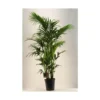 Kentia Forsteriana pot Ø27 cm/ H170 cm
