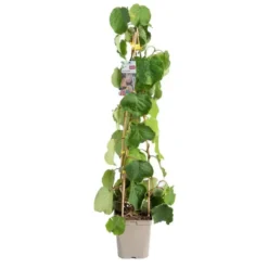 Kiwi Autofertile Solissimo® 'Renact' Bio. Le pot de 5 litres