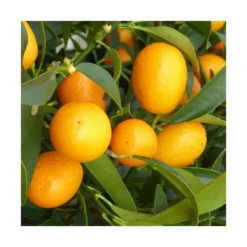 Kumquat. Le pot de 7 litres