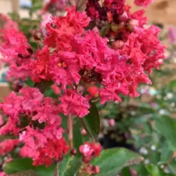 Lagerstroemia Dynamite coloris rouge – 3 L