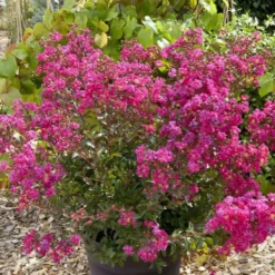Lagerstroemia Indica With Love Cherie rose. Le pot de 4 litres