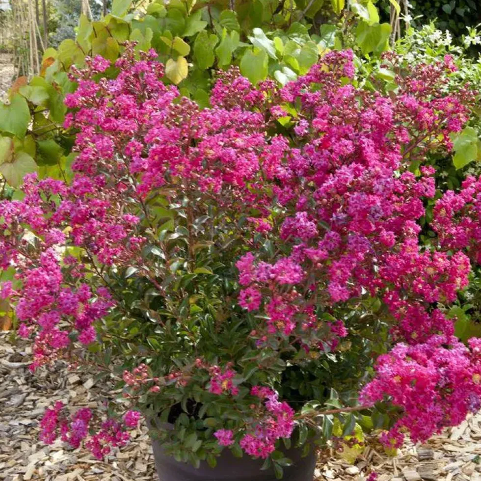 Lagerstroemia Indica With Love Cherie rose. Le pot de 4 litres