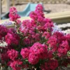Lagerstroemia Indica With Love Kiss rose. Le pot de 4 litres