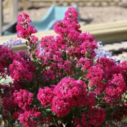 Lagerstroemia Indica With Love Kiss rose. Le pot de 4 litres