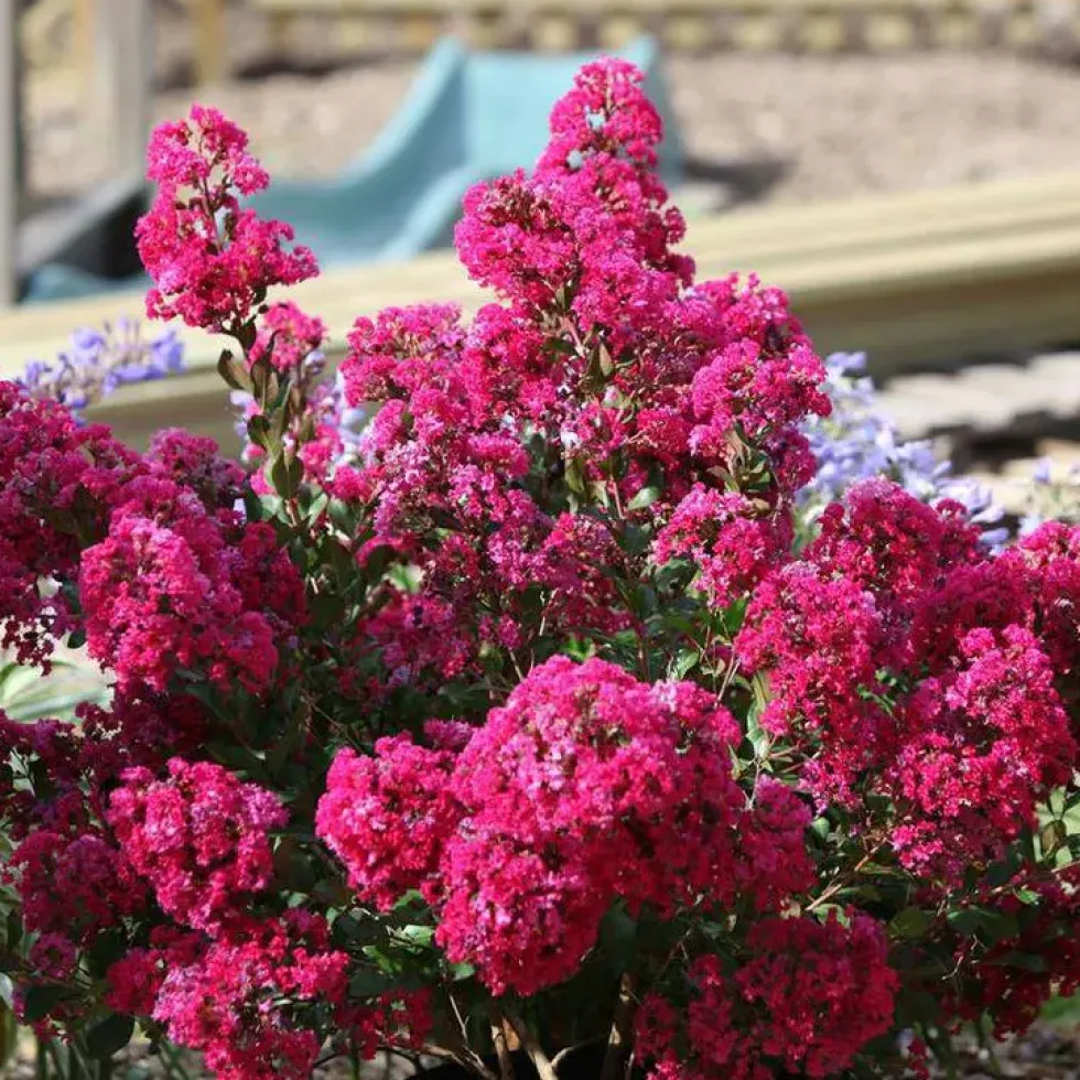 Lagerstroemia Indica With Love Kiss rose. Le pot de 4 litres