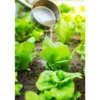Laitue Batavia Verte Olana Bio. La barquette de 12 plants