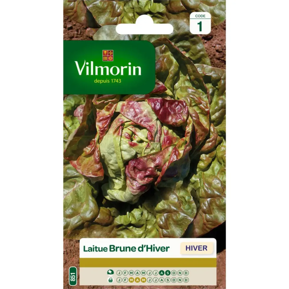 Laitue Brune d'Hiver Vilmorin - graines à semer