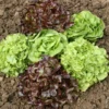 Laitue Variee. La barquette de 12 plants