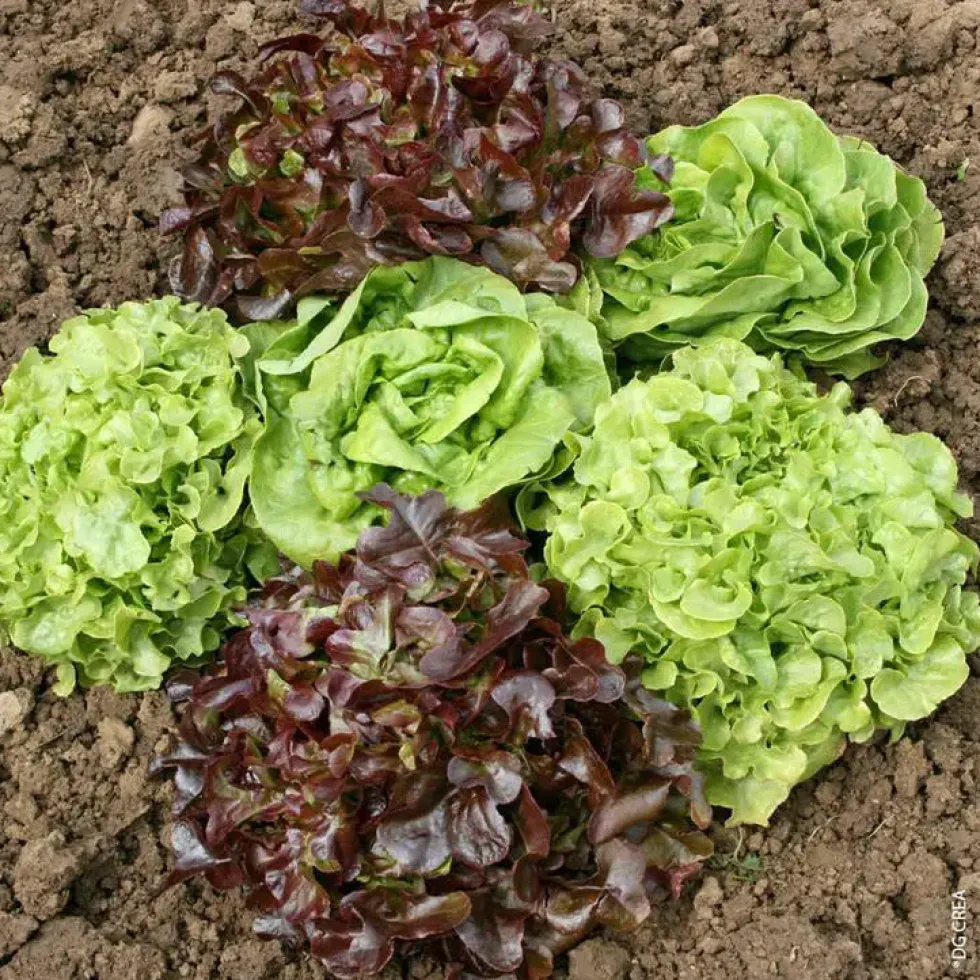 Laitue Variee. La barquette de 12 plants