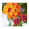 Lantana - Le pot de 4 litres