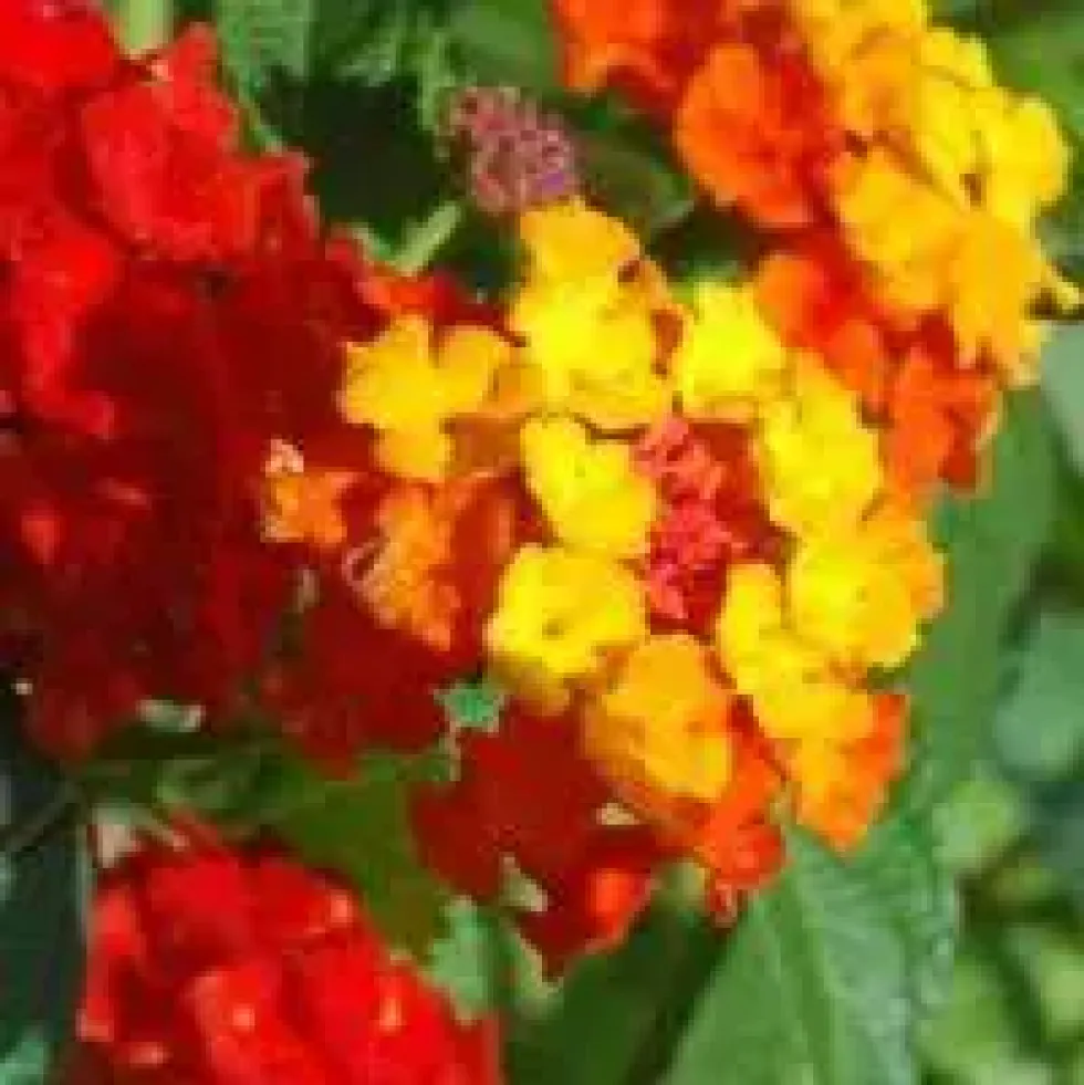 Lantana sur tige - Le pot de 50 cm