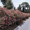 Laurier rose (NERIUM) Le pot de 3 litres