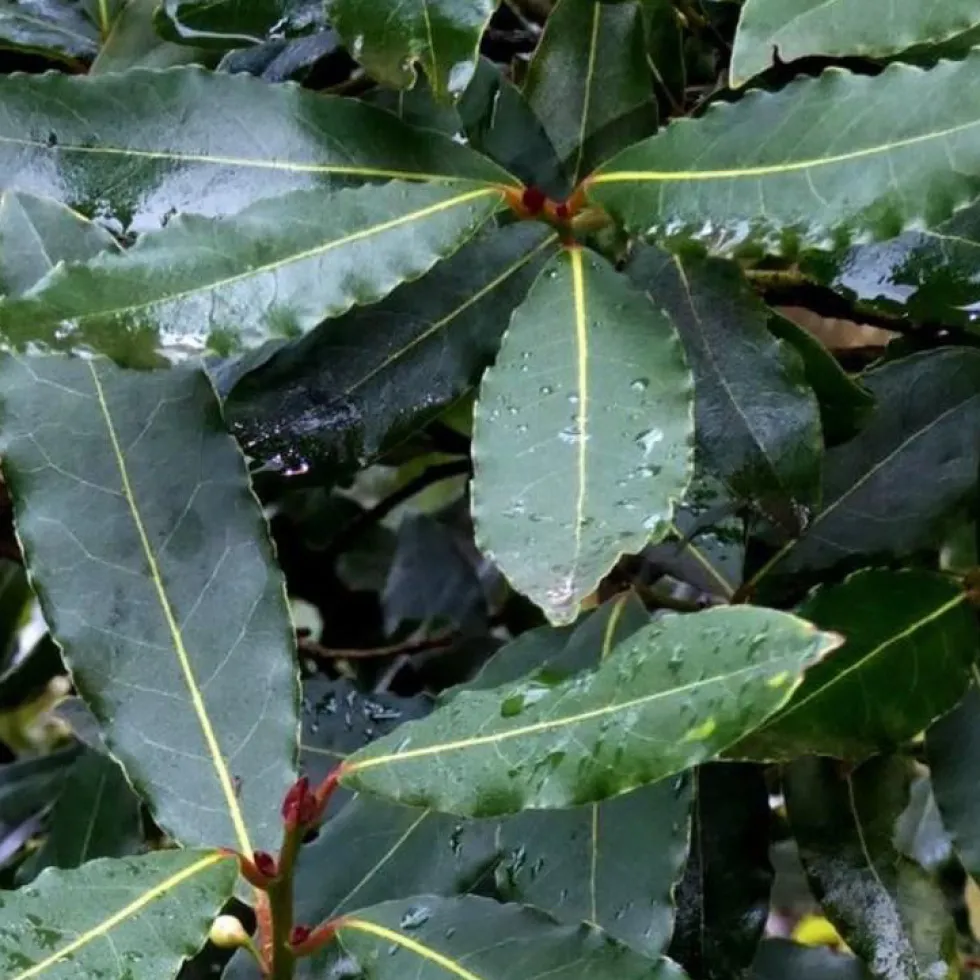 Laurus Nobilis ou Laurier sauce Tige en pot de 9 L