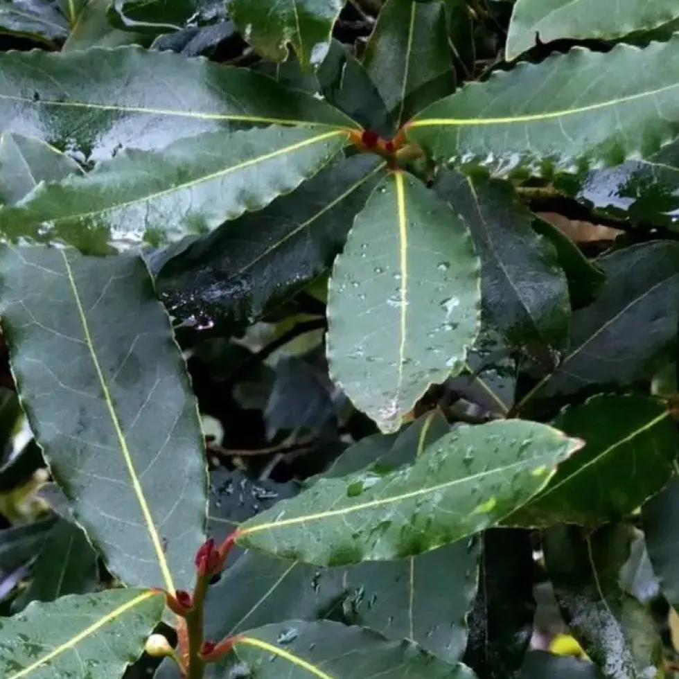 Laurus Nobilis ou Laurier sauce 60/90 cm en pot de 3 L