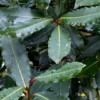 Laurus Nobilis ou Laurier sauce 120/140 cm en pot de 5 L
