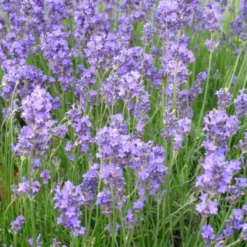 Lavande Angustifolia Grosso coloris bleu – 3 L