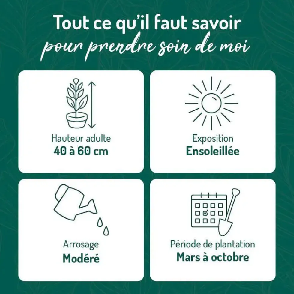 Lavande Angustifolia Hidcote à fleurs violettes. Le pot de 3 litres