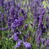 Lavande bleue. En pot de 2 litres