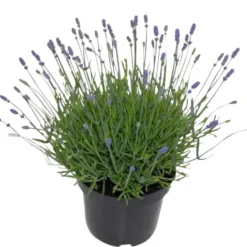 Lavande bleue. Le pot de 5 litres