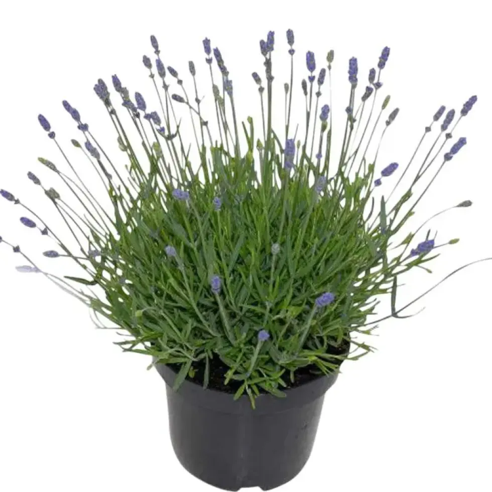 Lavande bleue. Le pot de 5 litres