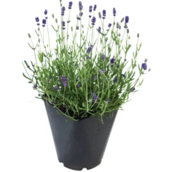 Lavande en pot de 3 litres