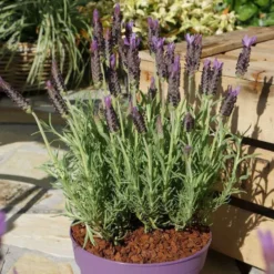 Lavande Lucy Purple. Le pot de 2 litres