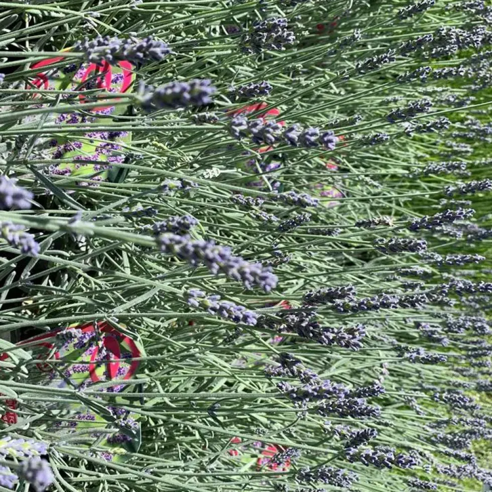 Lavande Richard Gray à fleurs violettes. Le pot de 3 litres.
