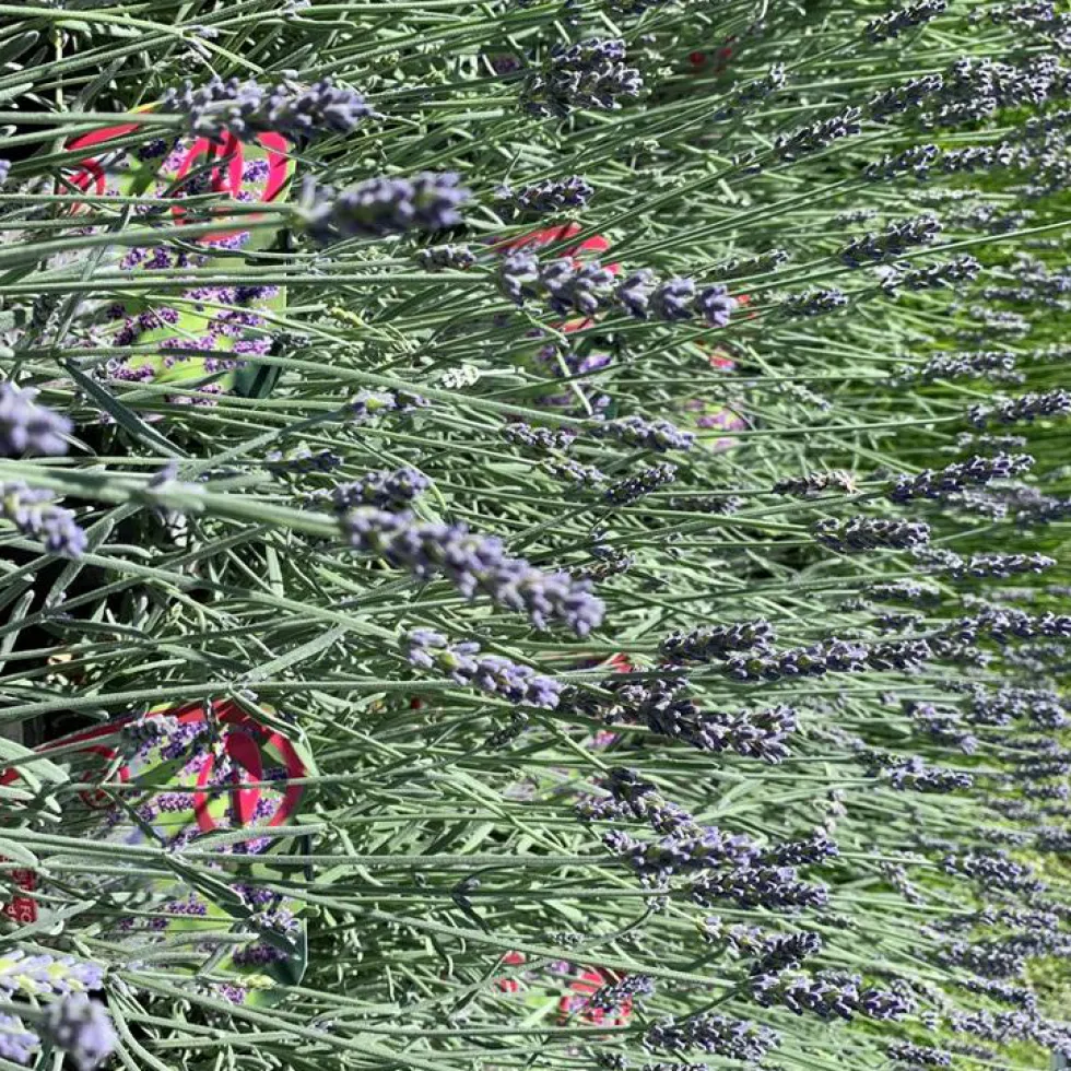 Lavande Richard Gray à fleurs violettes. Le pot de 3 litres.