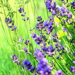 Lavandula "Aromatic Color" - Le pot de 1 litre