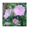 Lavatera Red Rum - Le pot de 4 litres