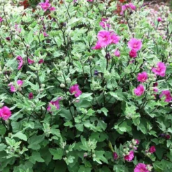 Lavatera Red Rum - Le pot de 4 litres