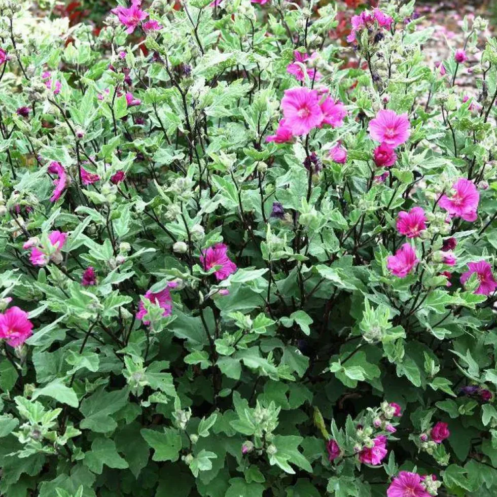 Lavatera Red Rum - Le pot de 4 litres
