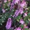 Liatris Spicata - Le pot de 3 litres