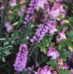 Liatris Spicata - Le pot de 3 litres