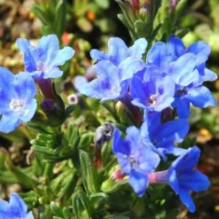 Lithodora ou grémil - Le pot de Ø 25 cm