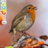 Livre gommettes "Les oiseaux" aux Éditions Milan collection Mes docs à coller
