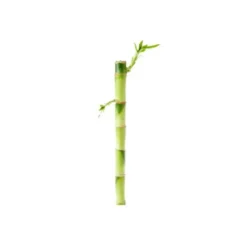 Lucky Bamboo droit. Le pot H 30 cm