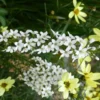 Lysimaque Autumn Snow - Le pot de 2 litres