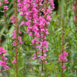 Lythrum Salicaria - Le pot de 5 litres