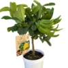 Main de Bouddha coloris jaune - 5 L