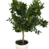 Mandarinier coloris orange - 5 L