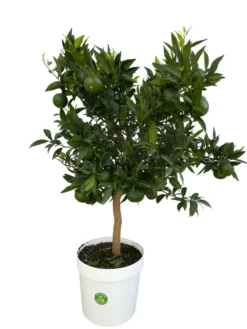 Mandarinier coloris orange - 5 L