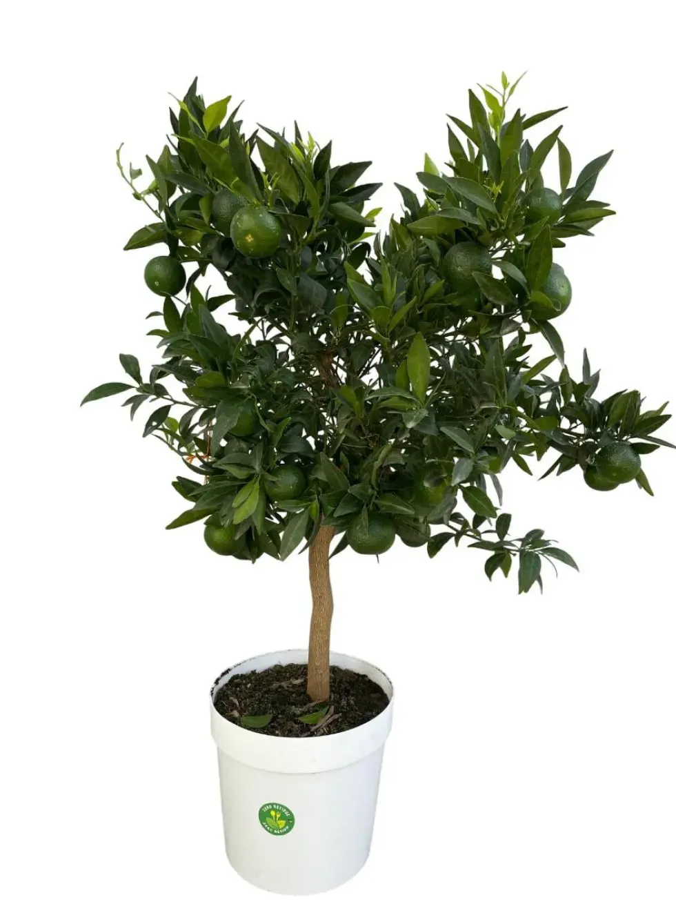 Mandarinier coloris orange - 5 L
