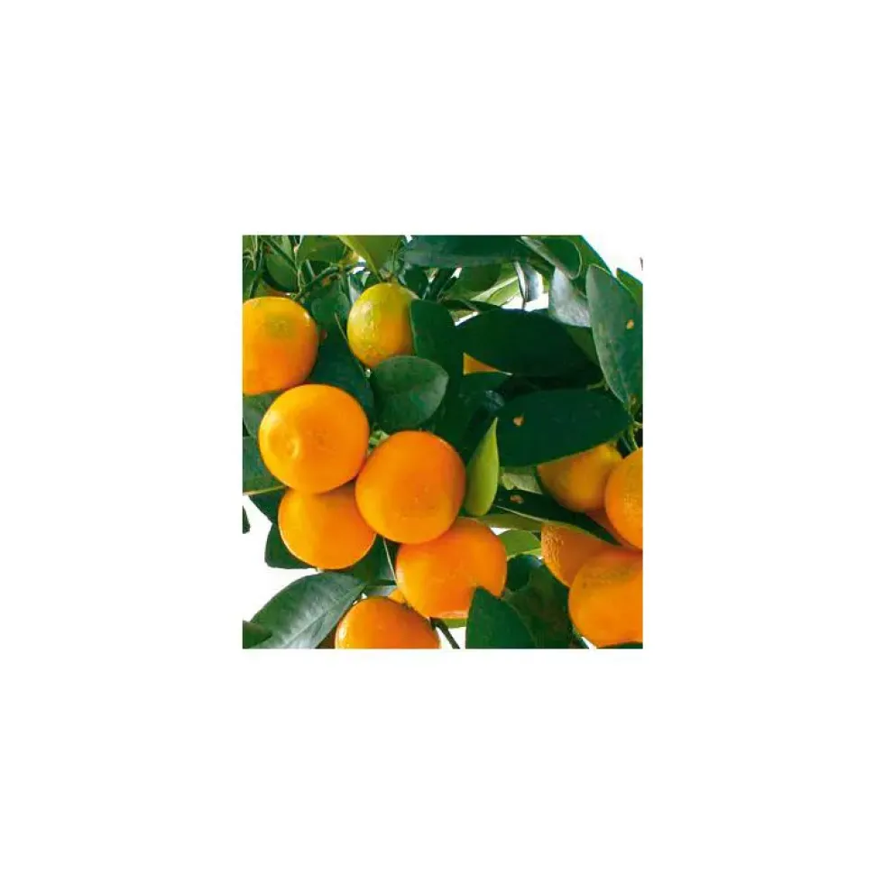 Mandarinier. Le pot de 5 litres