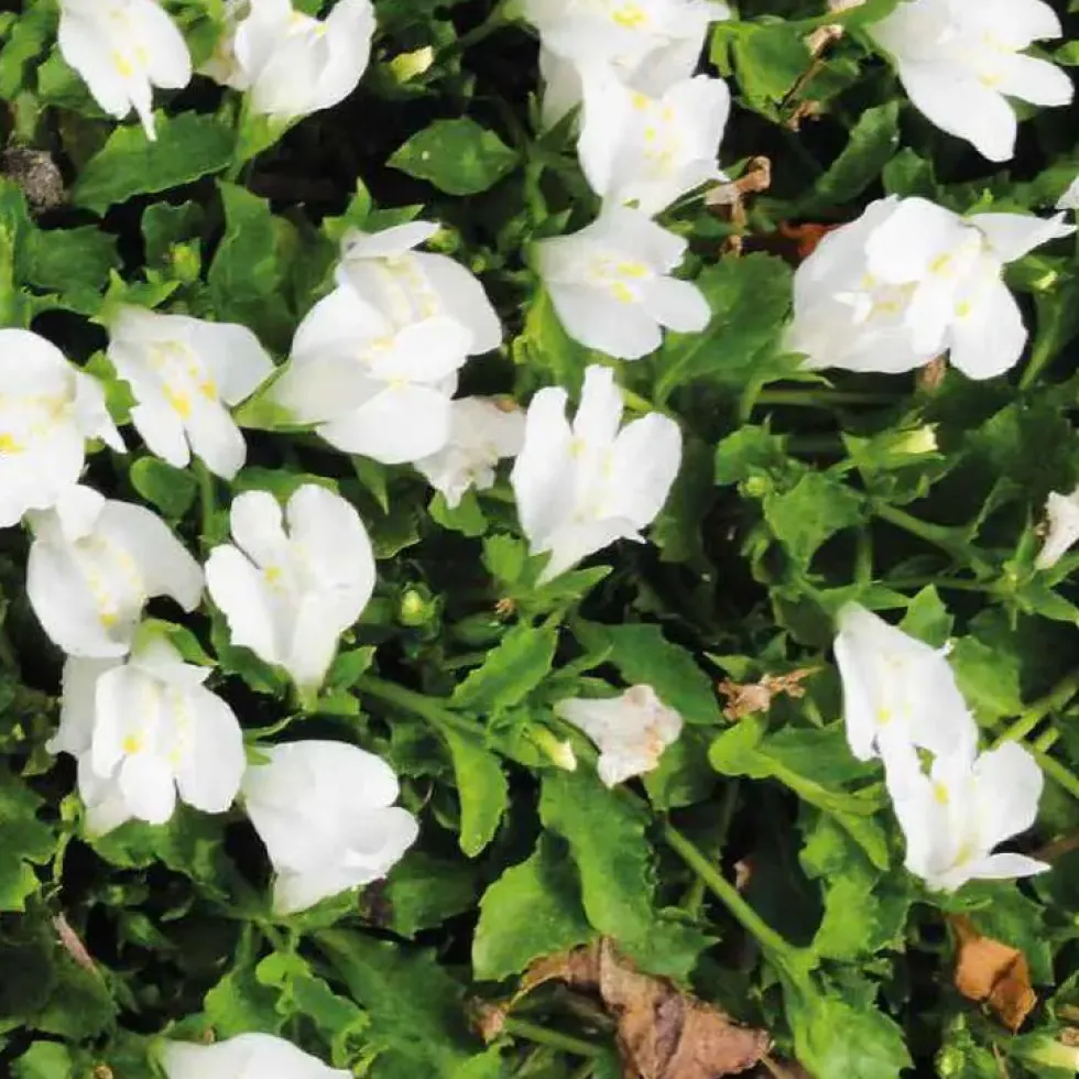 Mazus rampant blanc godet 9x9 cm