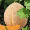 Melon Hales'S Best Jumbo Bio. La barquette de 3 plants